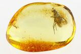 Detailed Fossil Predatory Snipe Fly (Symphoromyia) In Baltic Amber #288531-1